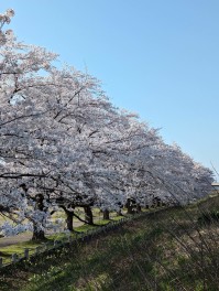 今宮公園　サクラ巡り　長岡　今宮公園　サクラ男子のSAKURA巡り