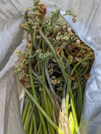 山菜ハンターSJが行く！！！　春のうおぬま突入編　