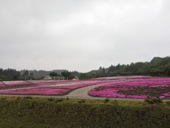 堀之内芝桜公園で芝桜を愛でる　フォト男子の魚沼巡り