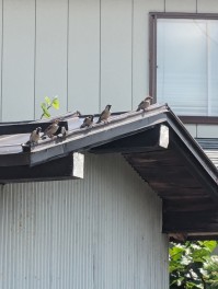 雀の待ち伏せにあうの巻　エサやり男子のスズメ日記