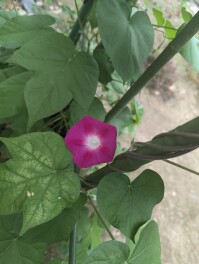 夏の風物詩　アサガオ　開花　園芸男子の夏物語