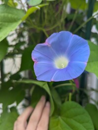 アサガオ開花　園芸男子の開花速報　アサガオ編