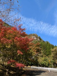 今年の紅葉シーズンは？