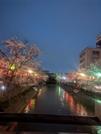 福島江　夜桜　Sakura男子のサクラ日記　