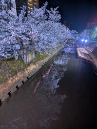 柿川　夜桜　Sakura男子のサクラ日記