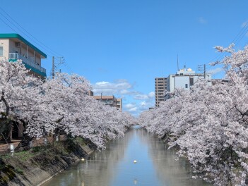 福島江の桜並木　Sakura男子のサクラ日記
