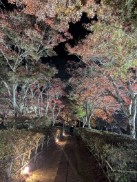 越路もみじ園　ライトアップ　紅葉　もみじ　