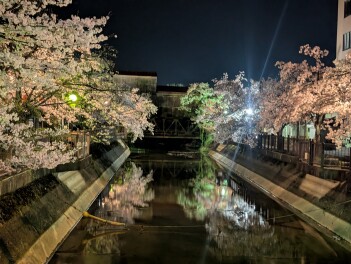 夜桜　長岡　福島江　Sakura男子の桜紀行