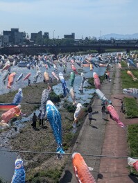 加茂市　鯉のぼり祭り　