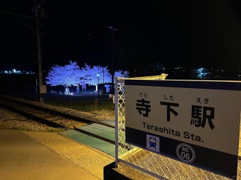 桜が満開！寺下駅！