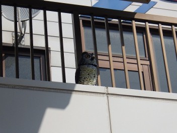 鳩対策