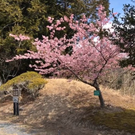 花粉