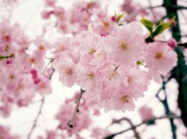 ✿桜の開花✿