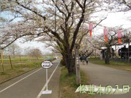 ～～桜満開です～～