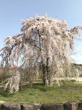 花粉に負けずに大決算！