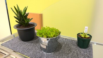 ショールームに緑が増えました！