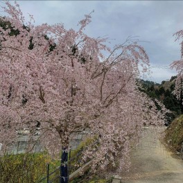 新年度のごあいさつ