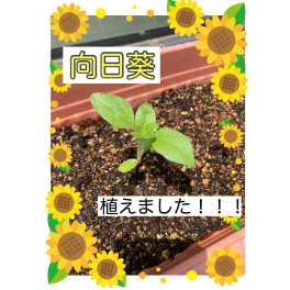 向日葵植えました！！！