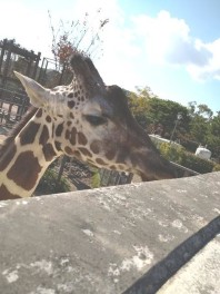 今年も京都市動物園の掃除に行ってきました！