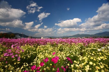 休日に亀岡コスモス園へ！！！