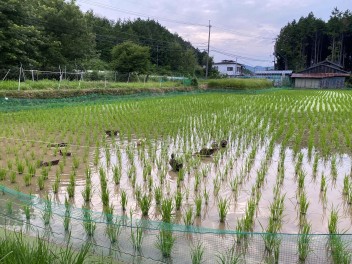 近くの田んぼにカモいました！！！