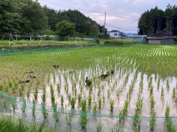 近くの田んぼにカモいました！！！