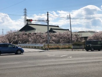 桜がきれいに咲いております☆