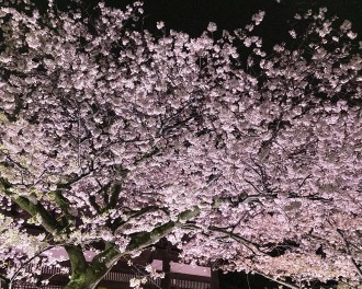 夜桜がとても綺麗でした❀*゜