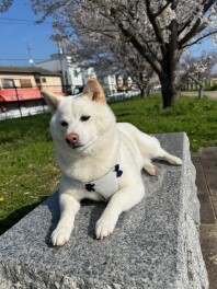 新年度がスタートしました