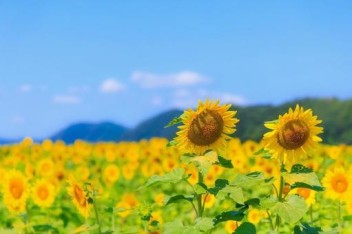 夏季休業のお知らせ