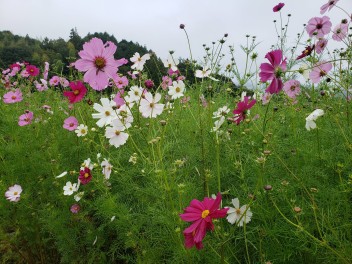 秋桜