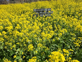 双海町の菜の花２０２４