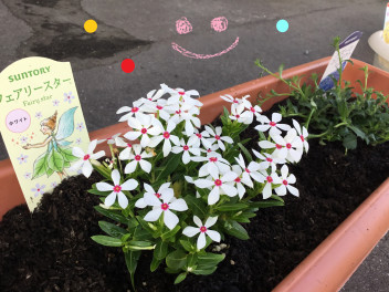 お花植えてみました(*^-^*)