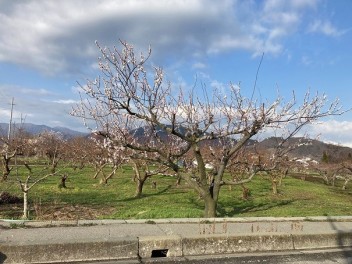 お花見シーズン到来！