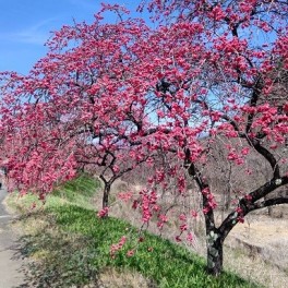 花桃