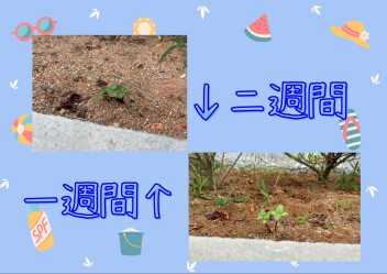 ヒマワリの種を植えました‼️