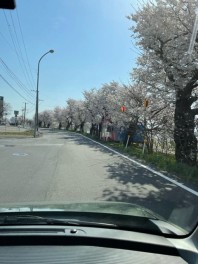 新潟店試乗コース☆桜開花情報♪その５