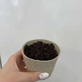 植物ブログ！
