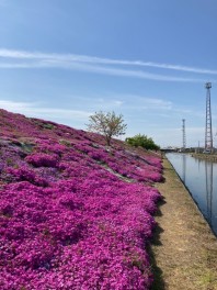 愛媛のおすすめスポット　『西条市　芝桜』