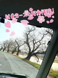 新潟店試乗コース☆桜開花情報♪