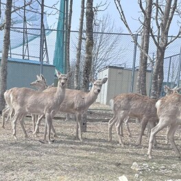 ※ 北海道は鹿が飛び出してきます！