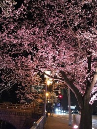 お花見