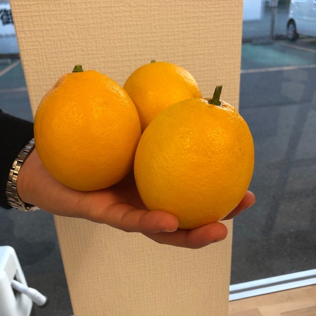 レモン収穫しました その他 お店ブログ スズキアリーナ富士宮