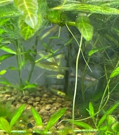 生まれました！
