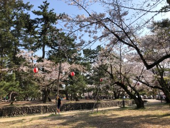 江崎の休日～お花見編～