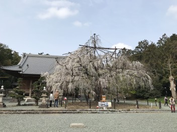 枝垂れ桜で春満喫♪