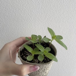 植物ブログ！