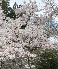 ４月１１日㈯＆１２日㈰は任意保険診断フェア開催(*^▽^*)