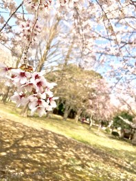 お花見隠れスポット