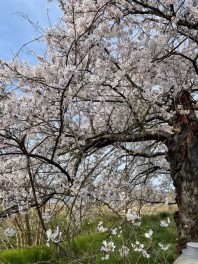 桜開花情報♪その２